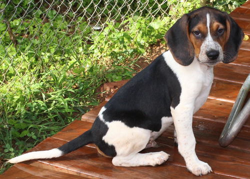 WAYLON: fostered