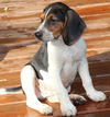WAYLON: fostered