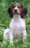 WAYLON: fostered
