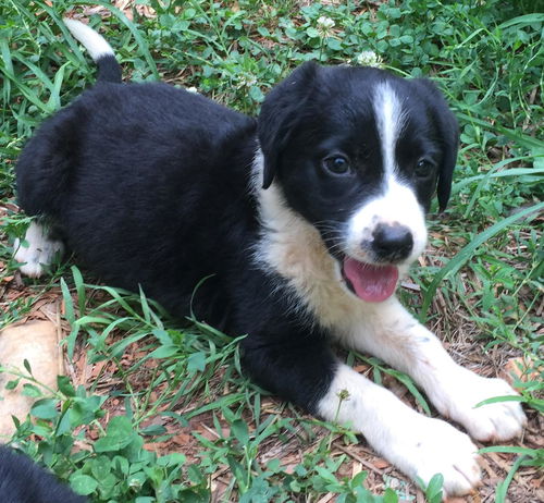 Pookie: fostered