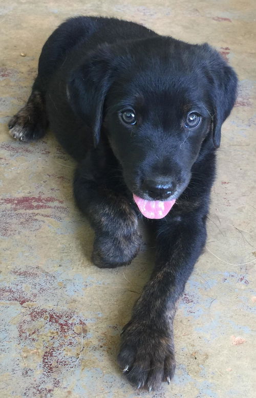 Sammie: Fostered