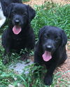 Sammie: Fostered