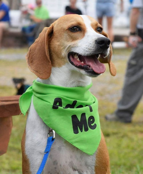 TinkerBelle: fostered