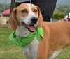 TinkerBelle: fostered