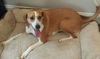 TinkerBelle: fostered