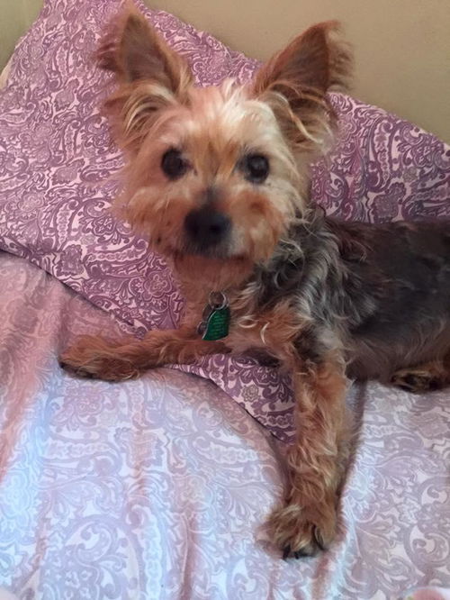 LUCKY YORKIE: Fostered