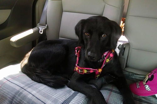 Allie aka Bonnie: fostered
