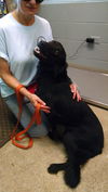 Allie aka Bonnie: fostered