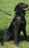 Allie aka Bonnie: fostered