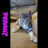 Peanut: Fostered