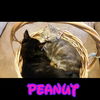 Peanut: Fostered