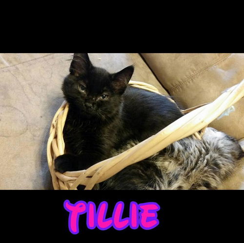 Tillie: Fostered