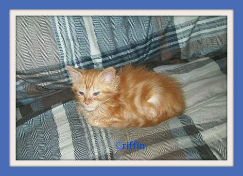 Griffin: Fostered