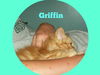 Griffin: Fostered