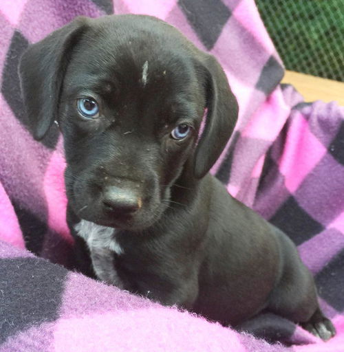 Nikki: Fostered