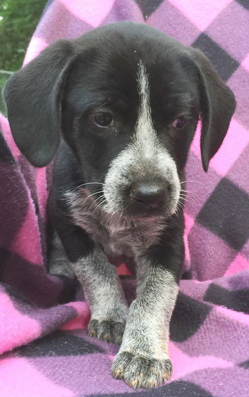 Diamond: Fostered