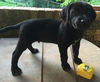 Leroy: Fostered