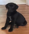 Leroy: Fostered