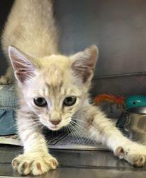 Nirvana: Fostered