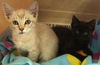 Nirvana: Fostered