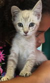 Nirvana: Fostered