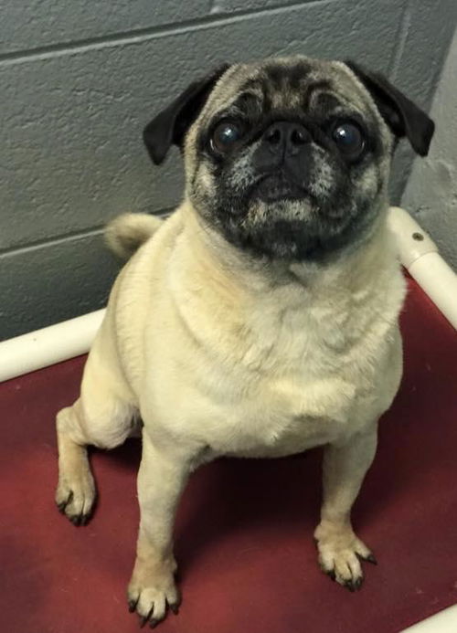 Pugly: Reclaimed!