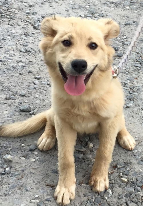 Little Bear: Fostered