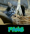 Fang: Fostered