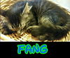 Fang: Fostered