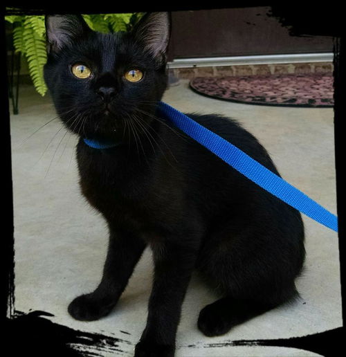 Lynx: Fostered