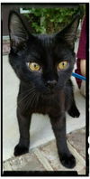 Lynx: Fostered