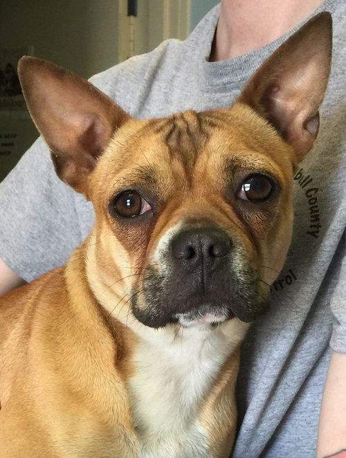 Celeste Adele: Fostered