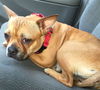 Celeste Adele: Fostered