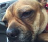 Celeste Adele: Fostered