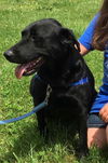 Remi: Fostered