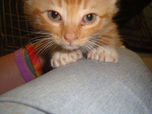 Pip