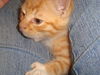 Pip