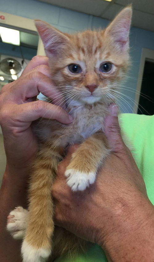 Tom-Austin: fostered