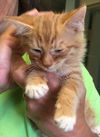 Tom-Austin: fostered