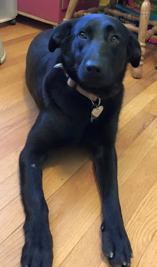 Lucy: Fostered
