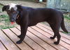 Lucy: Fostered