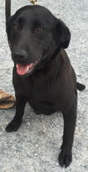 Lucy: Fostered