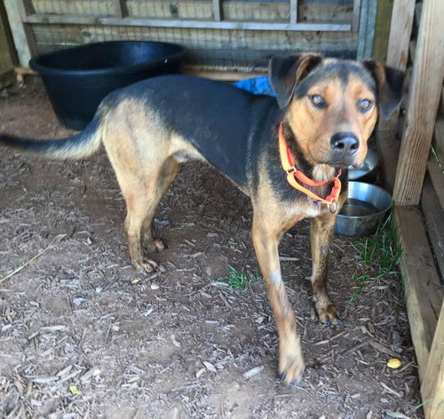 Angus: Fostered