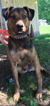 Angus: Fostered