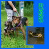 Angus: Fostered
