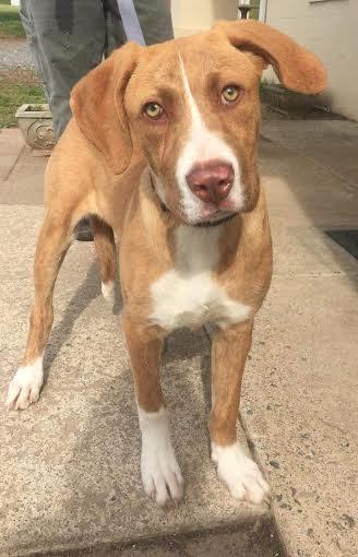 Donnie: Fostered