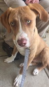 Donnie: Fostered