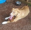 Donnie: Fostered