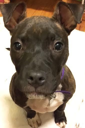 Luna: Fostered