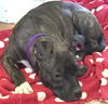 Luna: Fostered